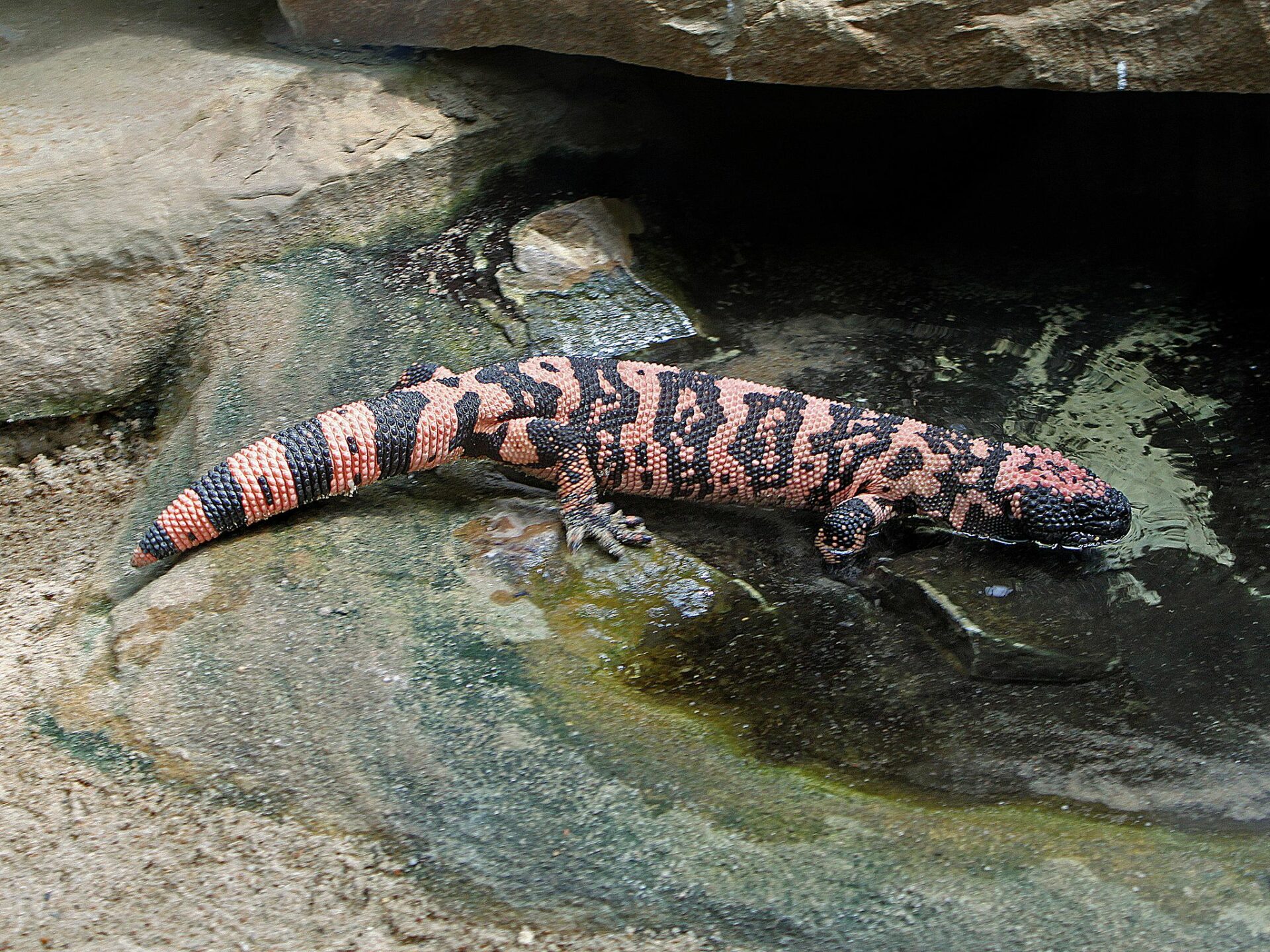 Gila Monster