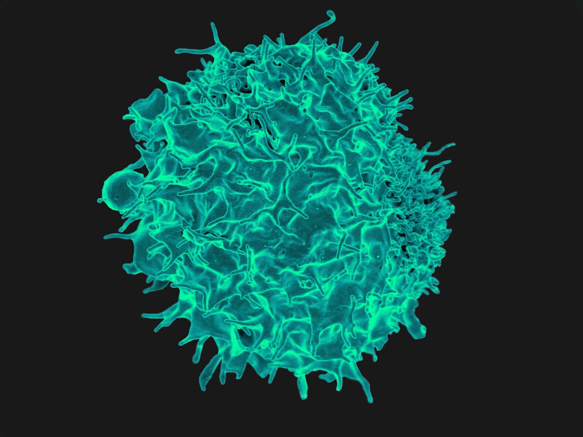 T Cell